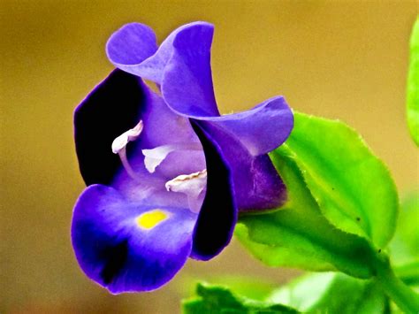 Img 1711 Blue Flower Bakeling Flickr