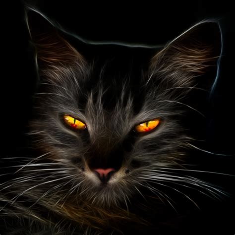Black Cat With Amber Eyes Forum Avatar Profile Photo