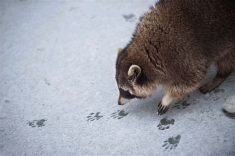 #zuordnen leicht nachzumachen mit den schon bekannten spieltieren. Tierspuren im Schnee » Wer stapft hier durch den Winter?