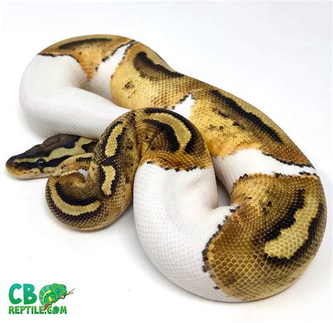 Pastel Pied Python For Sale Baby Pastel Piebald Ball
