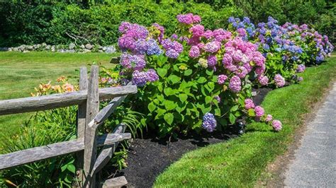 Hydrangea Care How To Plant Grow And Care For Hydrangeas Growing