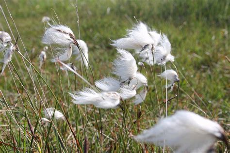 Cotton Grass ‘eriophorum Angustifolium Pond Plants Aquatic Plants