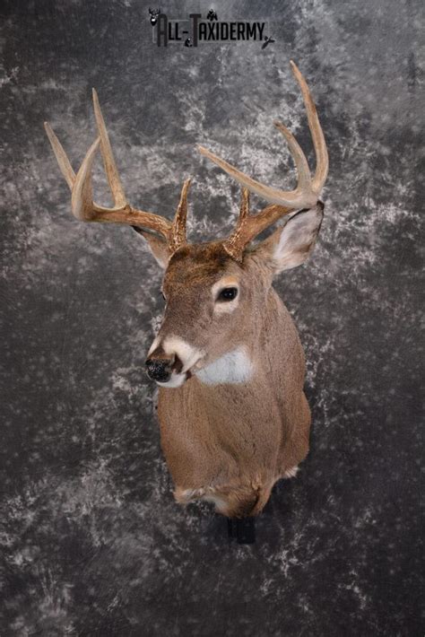 Whitetail Deer Taxidermy Shoulder Mount For Sale Sku 1447