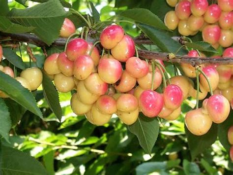 Give it a deep watering a few times per week and use fertilizer during the growing season. Fruit Trees | Lane Forest Products