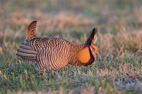 Male Greater Prairie Chicken Photograph By Animal Images Pixels