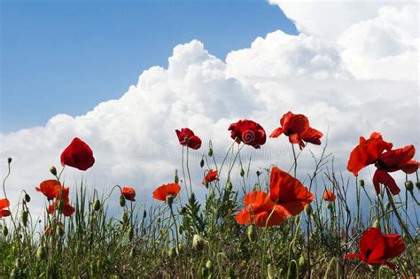 Amazing Summer Poppy Field Landscape Against Colorful Sky And Light