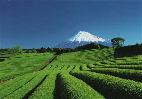Gersyko Postcards Japan Mount Fuji And Tea Plantations