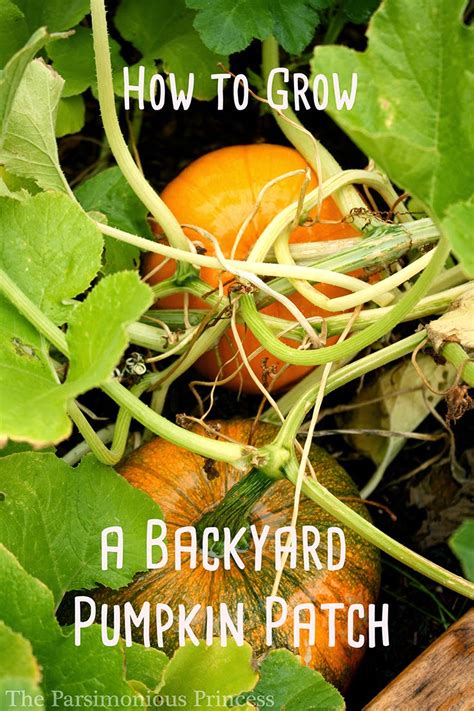 The best is that the pumpkin planters. The Parsimonious Princess: How to Grow a Backyard Pumpkin ...