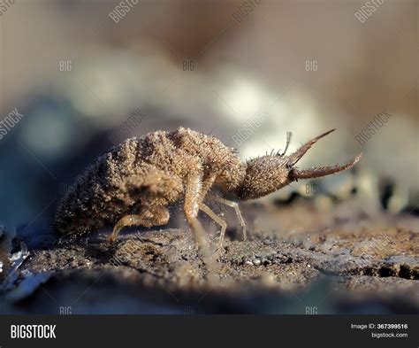 Ant Lion Insect Image And Photo Free Trial Bigstock