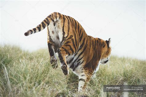 Tiger Stock Photos Royalty Free Images Focused
