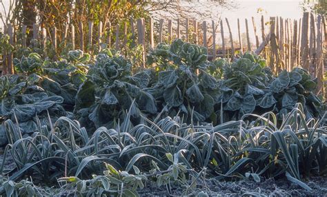 Perennials are the easiest of all to prepare for winter; How to Put Your Garden to Bed and Prepare for Cold Weather ...