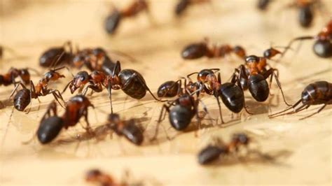 Erhebliche bauarbeiten am und im haus für die dauer eines halben jahres. Ameisen in der Wohnung: Ein Grund zur Mietminderung? | Wohnen
