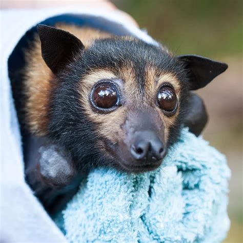 Save The Endangered Spectacled Flying Fox — Bats And Trees Society Of