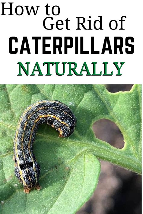 A Caterpillar Crawling On A Leaf With The Title How To Get Rid Of Caterpillars Naturally