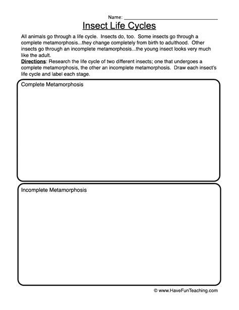 Insect Life Cycles Worksheet By Teach Simple