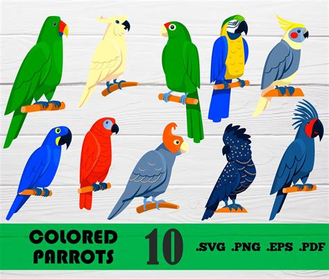 Parrots Svgparrots Svg Parrots Png Parrots Vector Clipart Etsy In