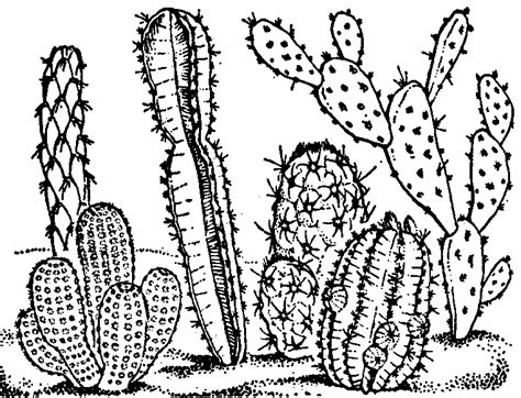 Cactus Plant Drawing At Getdrawings Free Download