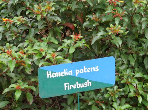 IMG Firebush Hemelia Patens Butterfly Festival Flickr