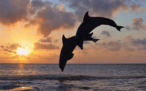 Fotografías De Carismáticos Delfines En El Oceano Galería De Imágenes