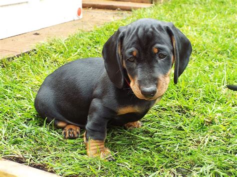 1x male 1x female both pups have been wormed regularly are micro chipped and vaccinated. Standard Dachshunds Female Puppy For Sale | Guildford ...