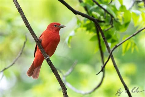 Summer Tanager The Other Red Bird Taylor County Big Year 2019