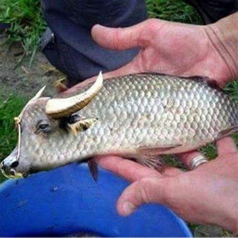 But while some fish pokémon, like goldeen and. Shocking!!! Strange Fish With Cow Head And Horns (photos ...