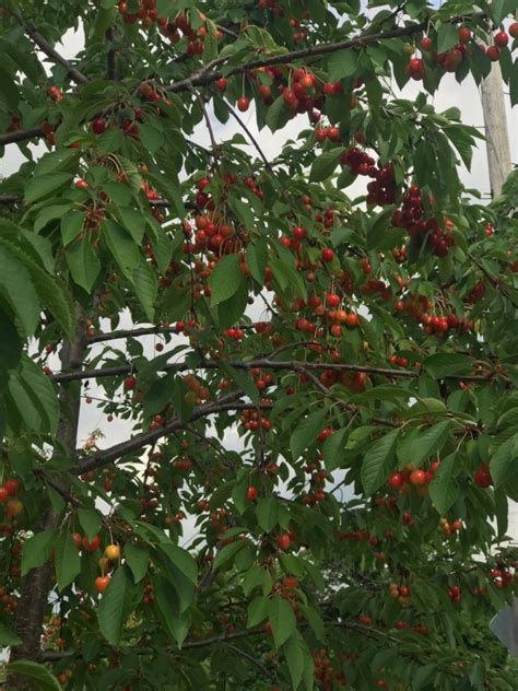 Check spelling or type a new query. Donate to Fruit Tree Planting Foundation