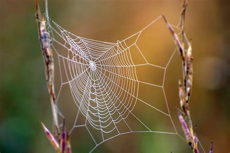 The Wide World Of Spider Webs