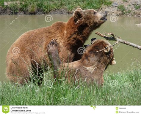 Dois Ursos Wrestling Do Urso Imagem De Stock Imagem De Grizzle