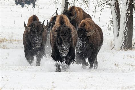 Bison Bulls Run In The Snow Photograph By Tony Hake Fine Art America