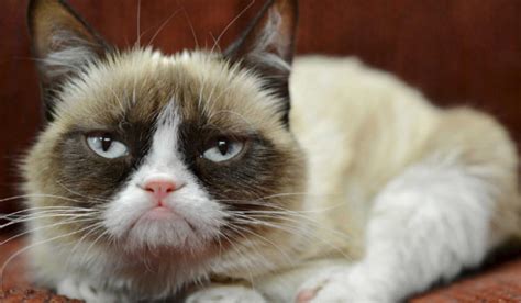 The 25 Grumpiest Cats Ever