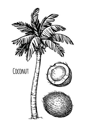 Ilustración De Coco Y Palm Tree Y Más Vectores Libres De Derechos De