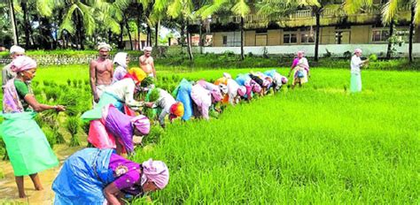 Mangalore Today Latest Main News Of Mangalore Udupi Page Coastal Cultivators Get Rsquo