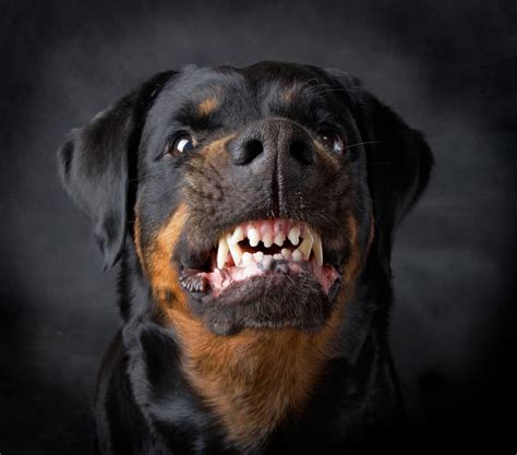 Most Aggressive Dog Breeds Flipboard