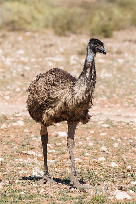 Emu Facts For Kids The Facts Vault