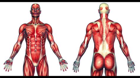 There are a number of common neuromuscular disorders, according to dr. Total number of muscles in human body