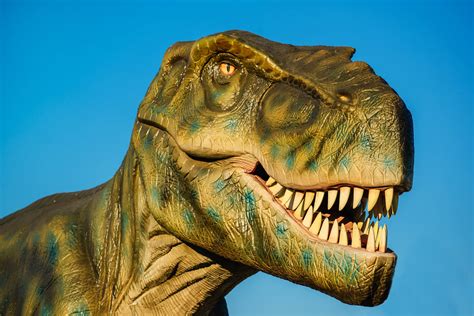 Facts About Tyrannosaurus Rex Almanac Surfnetkids