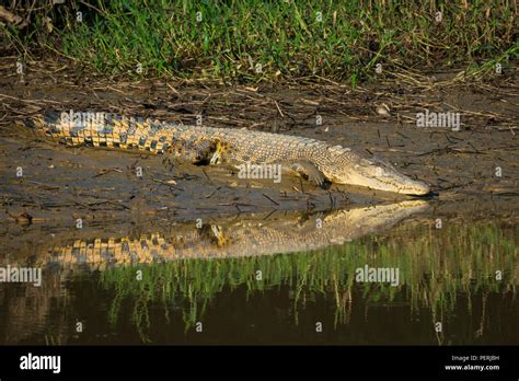 Saltwater Crocodile Crocodylus Porosus Resting On A Mud Riverbank