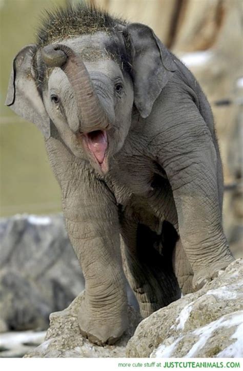 15 Cutest Elephant Make You Smile Absolutely In 2020 Baby Elephant
