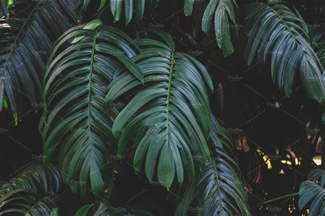 Dark Green Jungle Leaves Stock Photo Containing Jungle Leaves And Dark