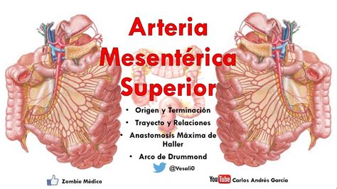 Anatomía Arteria Mesentérica Superior Orige Trayecto Arterias