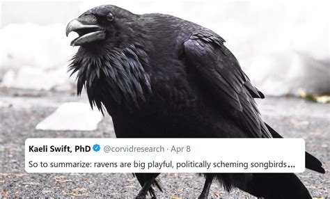 Weird Raven Facts Justify Why Game Of Thrones Three Eyed Raven Is So