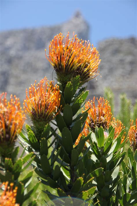 Whether exploring these unique flowers in the wild, or touring the kirstenbosch botanical gardens, the rare flora in this kingdom is sure to impress. Protea @ Table Mountain | South african flowers, Low water ...