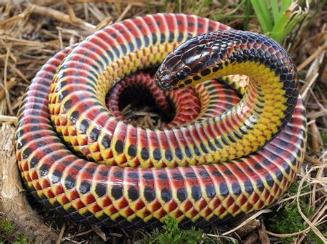Rainbow Snake Facts And Beyond Biology Dictionary