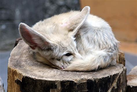 Fennec Fox The National Animal Of Algeria Stock Photo Download Image
