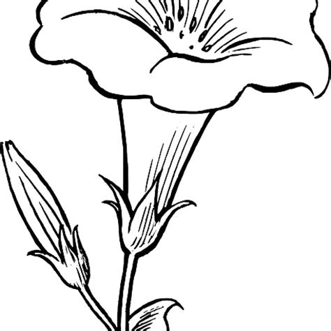 rose outline png - Flower Outline Drawing Black Outline Drawing Flower - Lily Clipart Black And ...