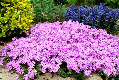 15 Colorful Perennials For Shade Northern Nester
