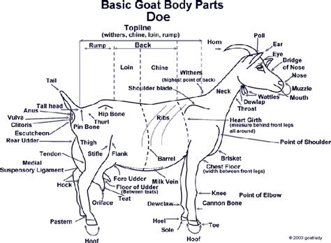 After all, it doesn't hurt to have an. Goat Anatomy - Parts | Pygmy goat, Dairy goats, Goats