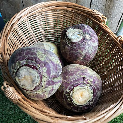 Some vegetables which are botanically fruits (such as tomatoes) are considered to be vegetables in the culinary (eating) sense. What Are Normal Christmas Vegtables : Редени салати, които ще ви омагьосат | Vegetable platter ...