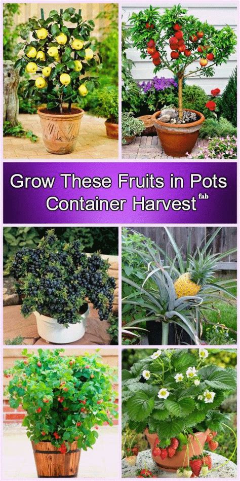 Best Fruit Plants To Grow Indoors Citrus Trees The Perfect